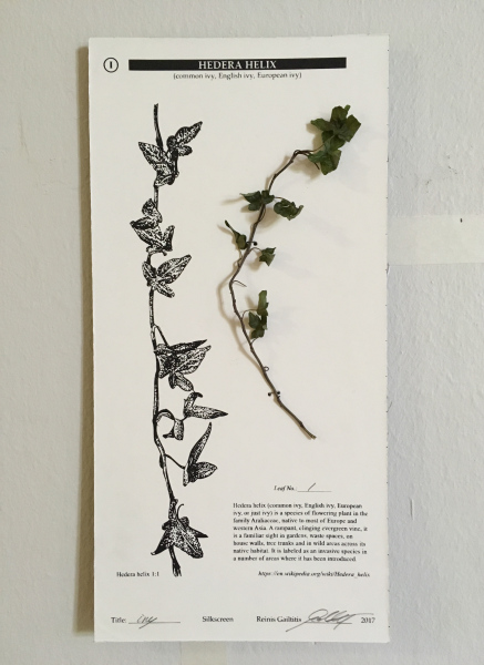 Hedera Helix, Silkscreen, Herbarium, 30x15cm