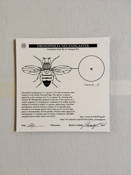 Drosophila Melanogaster, Silckscreen, Fruit Flies, Glue, 15x15cm